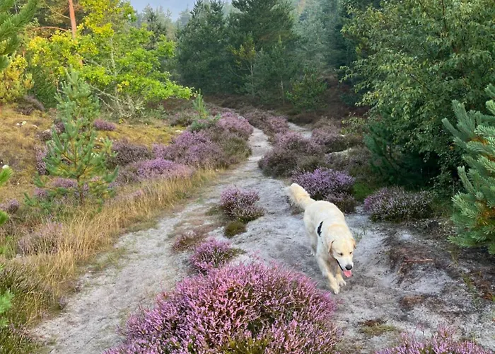 Palm ホームステイ *